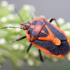 Horehound bug