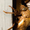 Locust, Cicada