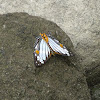 Common Mapwing butterfly