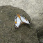 Common Mapwing butterfly
