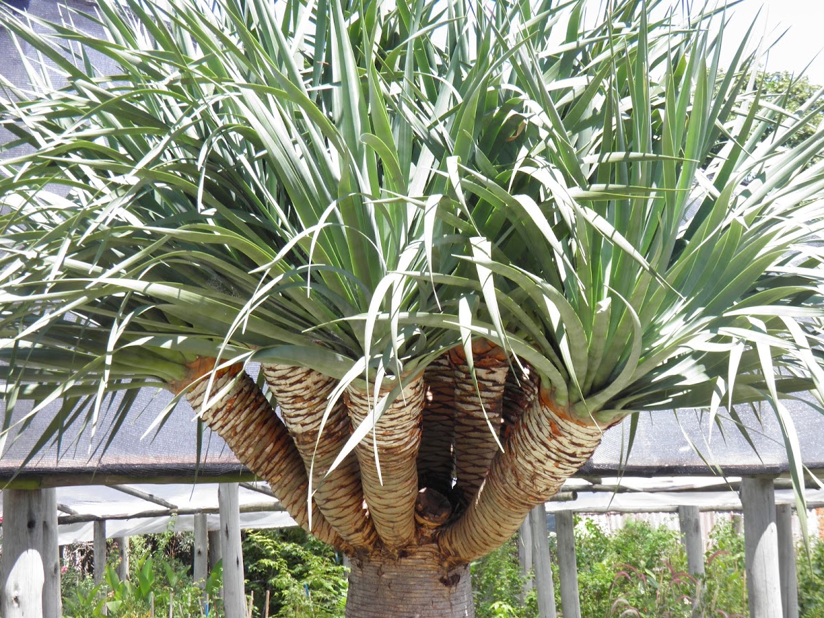 Draco palm tree