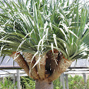 Draco palm tree