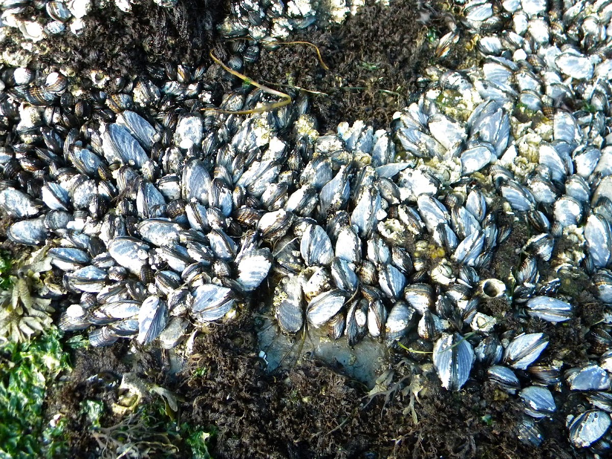 California mussel