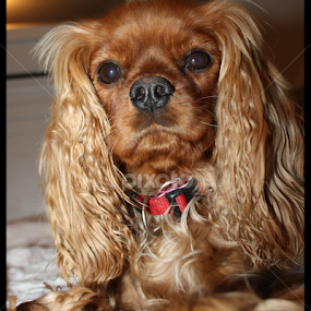 by Áslaug Stefánsdóttir - Animals - Dogs Portraits