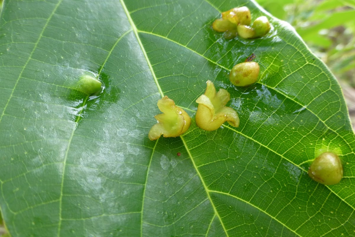 Leaf gall