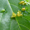 Leaf gall