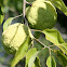 Osage Orange Tree - Hedgeapple