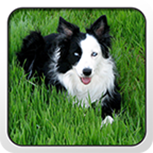 Border Collie Theme - Nova/ADW LOGO-APP點子