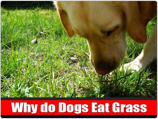 免費下載健康APP|Why Dogs Eat Grass app開箱文|APP開箱王