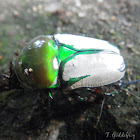 Regal fruit chafer