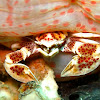 Spotted Porcelain Crab