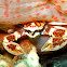 Spotted Porcelain Crab