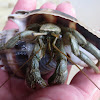 Thinstripe hermit crab