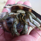 Thinstripe hermit crab