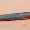 Babosa (Spanish slug)