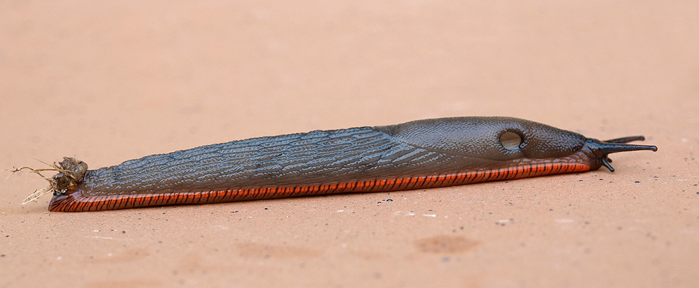 Babosa (Spanish slug)