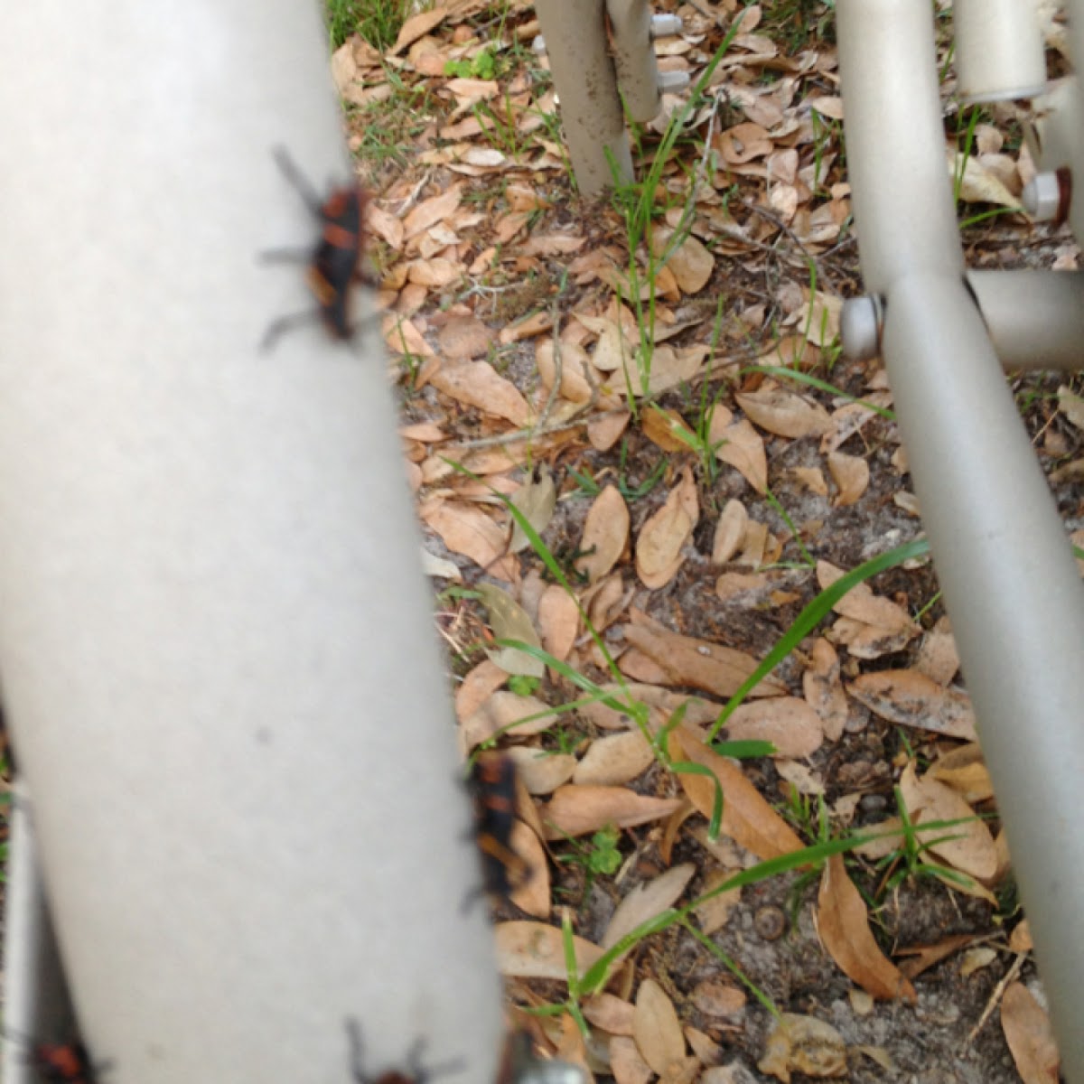 Eastern Lubber Grasshopper