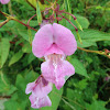 Himalayan Balsam