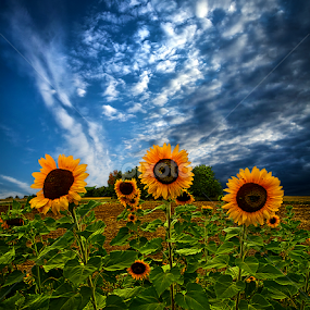 Trinity by Phil Koch - Flowers Flowers 2011-2013