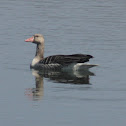 greylag goose