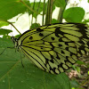 Large Tree Nymph, Paper Kite or Rice Paper butterfly