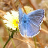 Common Blue , Ícaro