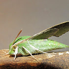 Small Verdant Hawk moth