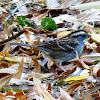 White throated Sparrow