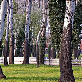 Naim Krasniqi by Naim Krasniqi - Landscapes Forests