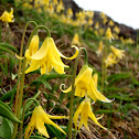Yellow Glacier Lilly