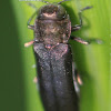buprestid beetle