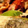 Lesser angle-winged katydid
