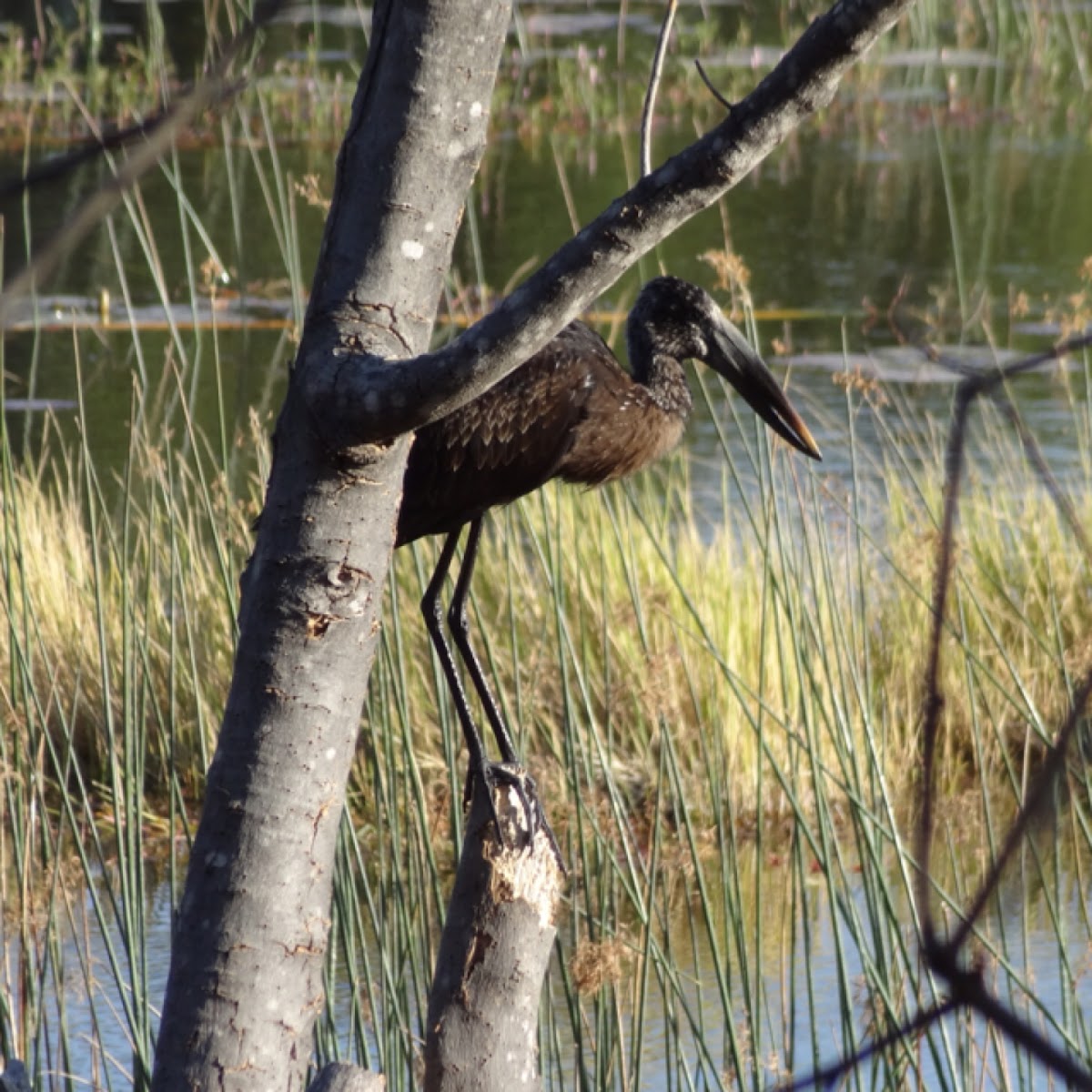 African Openbill