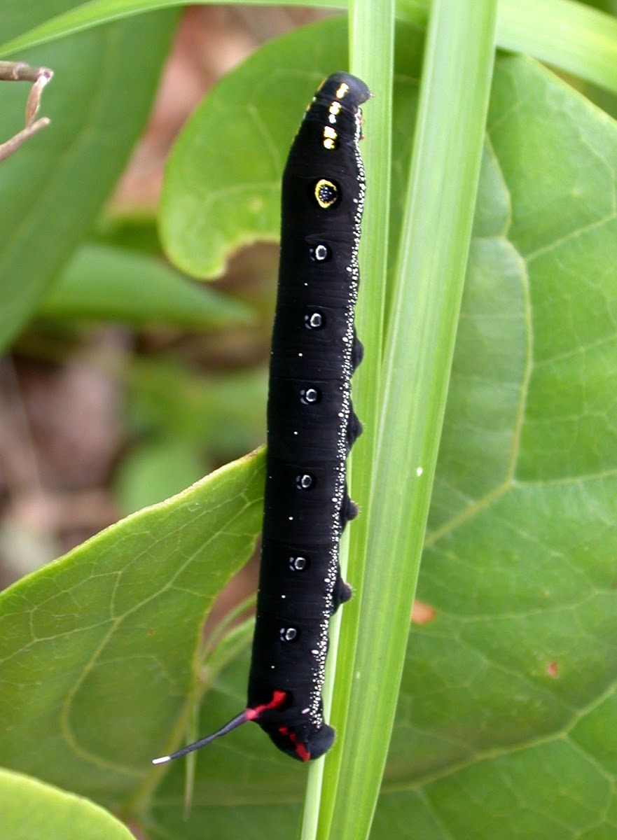 Hippotion Hawk Moth Caterpillar