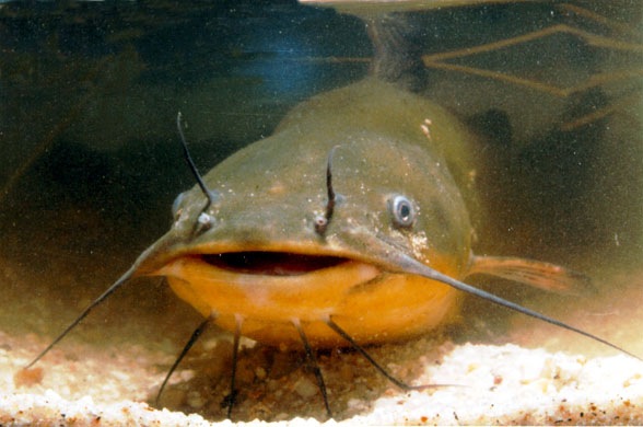 [catfish3.jpg]