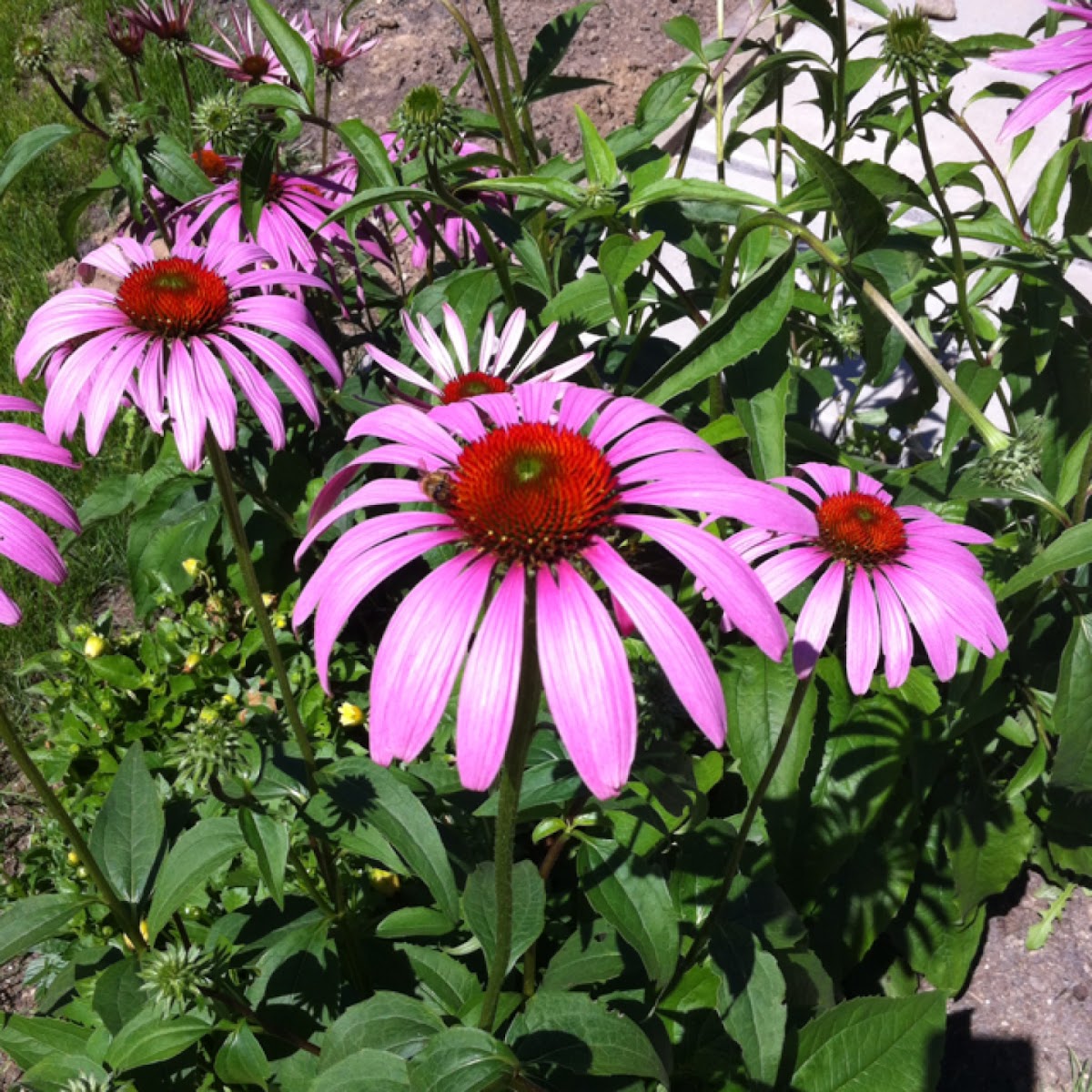 Purple coneflower