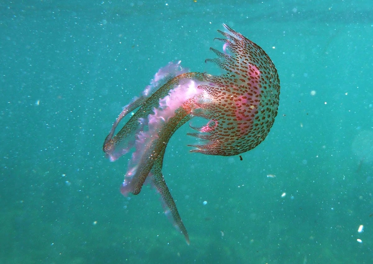 Jellyfish. Medusa luminescente