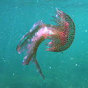 Jellyfish. Medusa luminescente