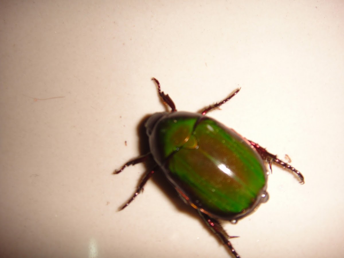 Leaf Chafer Beetle