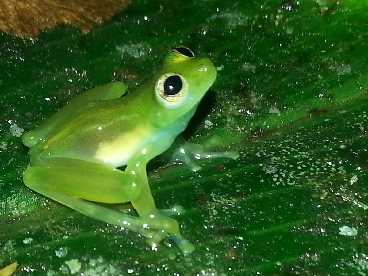 Teratohyla Glass frog