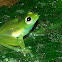 Teratohyla Glass frog