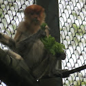 Proboscis Monkey, Bekantan