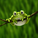Cute Froggy
