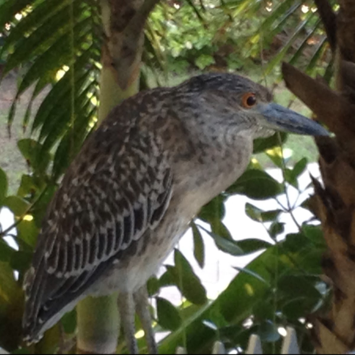 Black-crowned Night-Heron, Juvenile