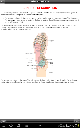 Gray's Pelvis Perineum Abdomen