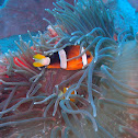 Clark´s anemonefish orange variant