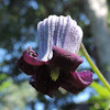 Purple clematis, Purple leatherflower, Leatherflower, Bluebill