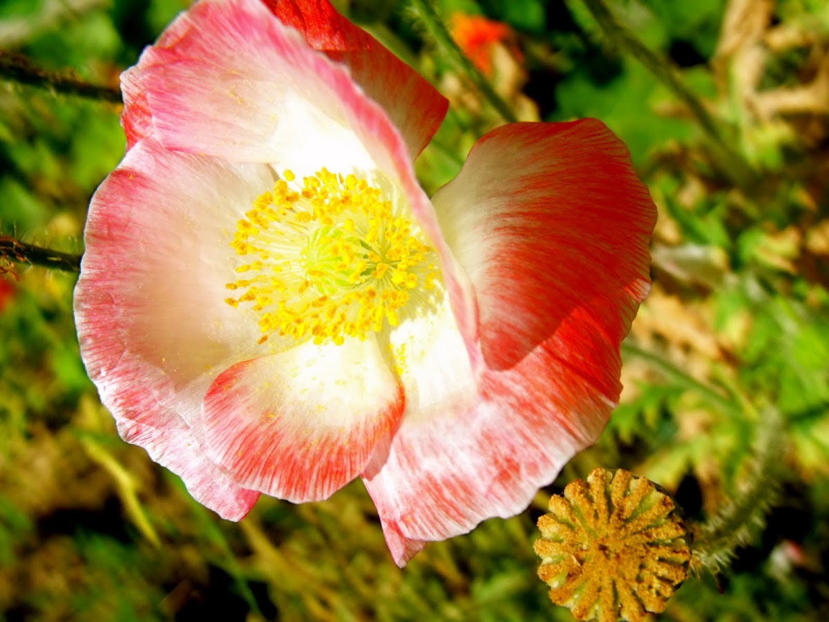 variegated poppy