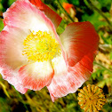 variegated poppy
