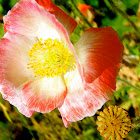 variegated poppy